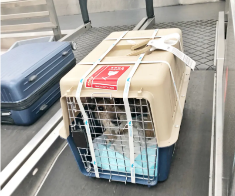 日照宠物托运 宠物托运公司 机场宠物托运 宠物空运